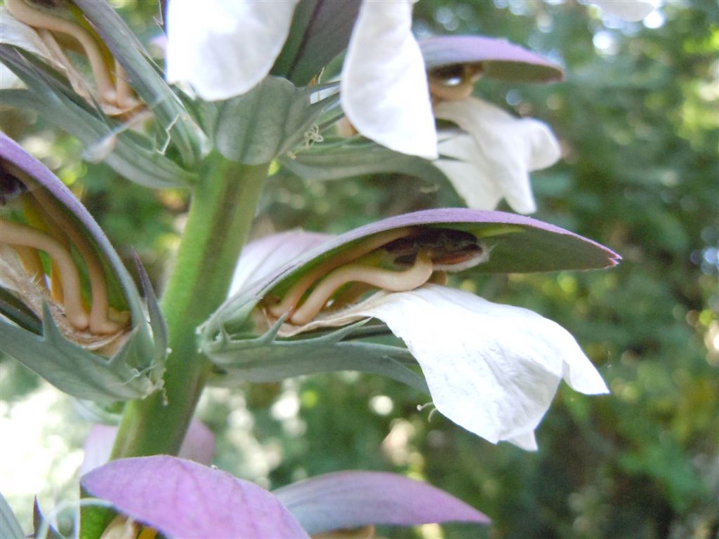 Acanthus mollis / Acanto comune